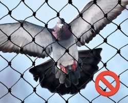 Pigeon Nets by the united enterprises